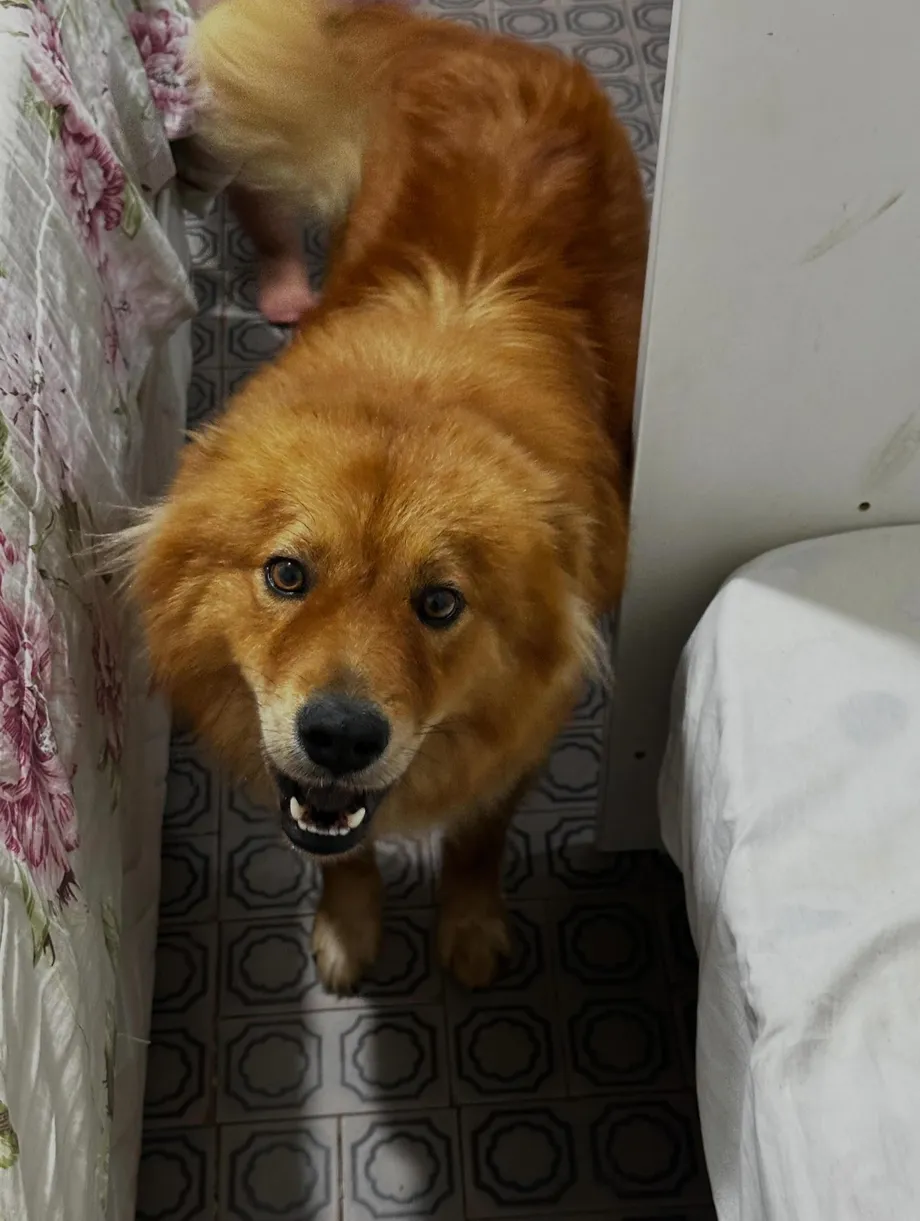 Cachorro Thor, 3 anos, para adoção responsável