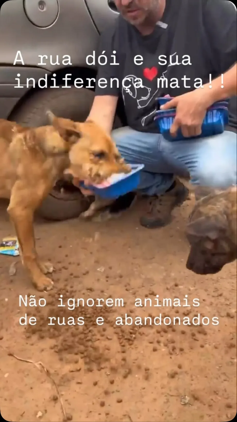 Cãozinho de 2 anos e meio para adoção responsável