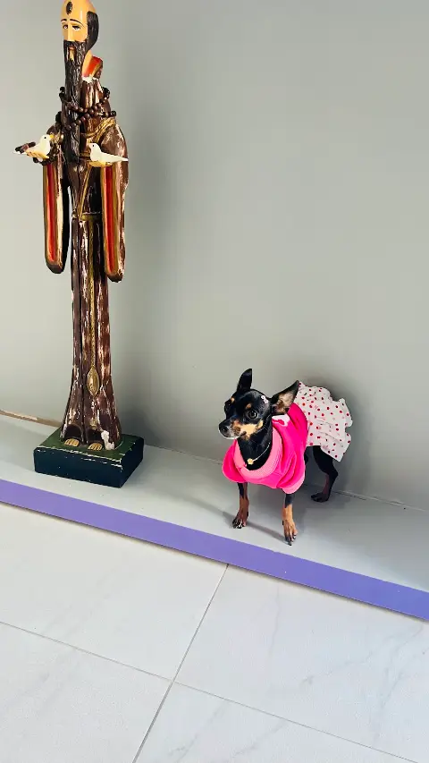 Uniclinica clinica veterinária