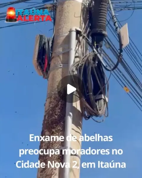 Enxame de abelhas no bairro Cidade Nova 2
