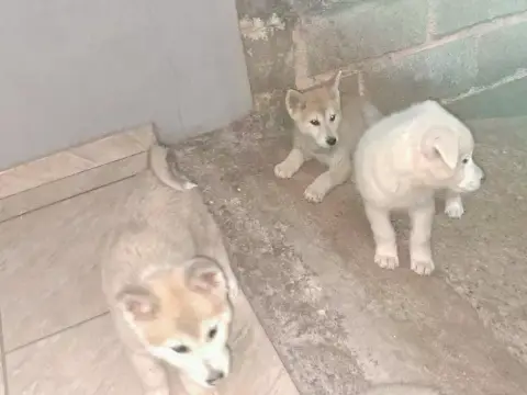 Filhotes de Akita