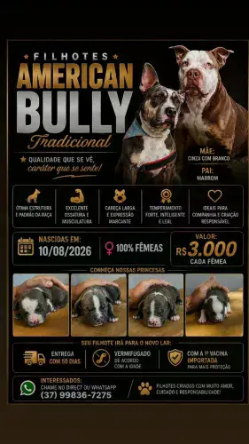 Filhotes de American Bully nascidos dia 10/08