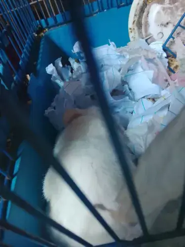 Hamster