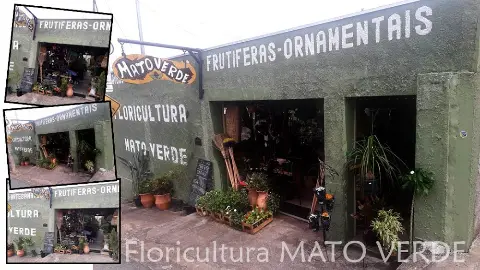 Floricultura Mato Verde, Plantas, Jardins e Paisagismos, Orquídeas, Vasos, Terra preta, Flores