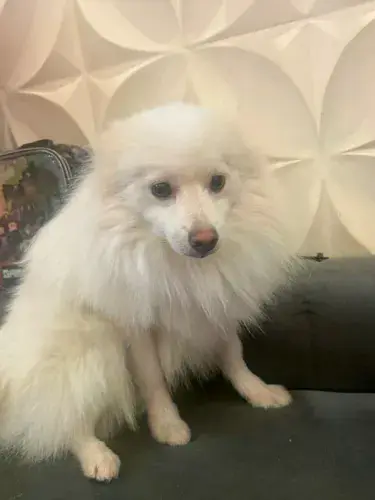 Lindo Spitz Alemão Macho!
