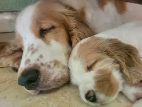 Lindos Filhotes de Cocker Spaniel - Melhor presente para o Dia das Crianças