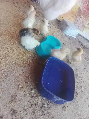 Pintinhos