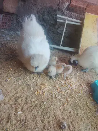 Pintinhos