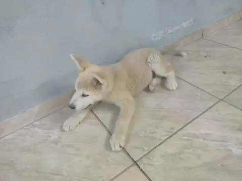 Filhote da Raça Akita
