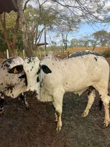 Garrotinho Nelore pintado
