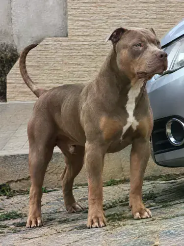 Pit Monster / filhote macho