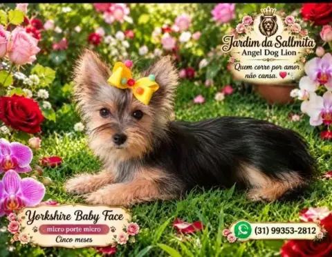 Yorkshire terrier -porte micro platinada