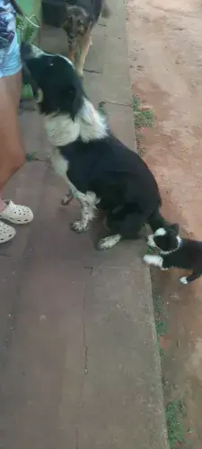 border collie