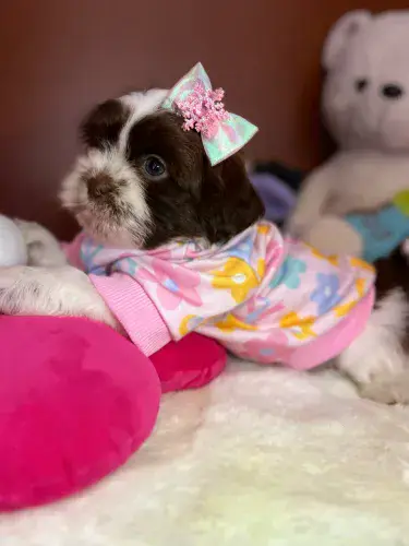 Filhotes shihtzu