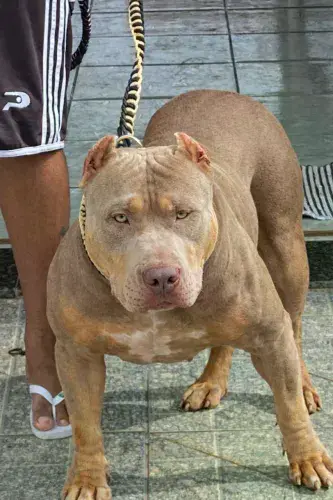 Fêmea / Pit Monster / XL Bully