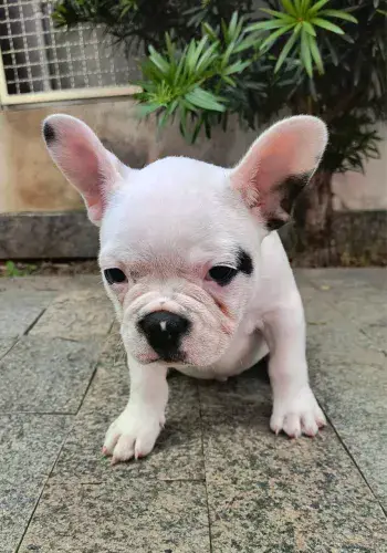 Mini buldogue