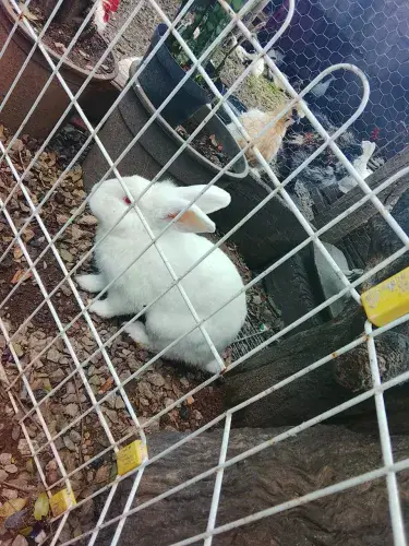 Coelhos