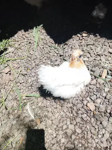 Galinha