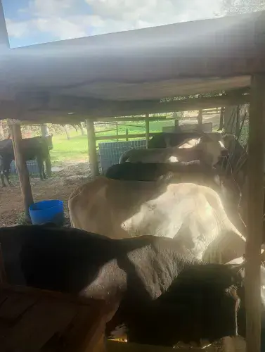 Animais para agropecuária