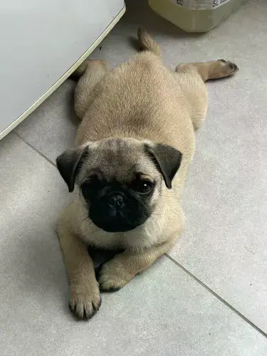Pug fêmea 4 meses