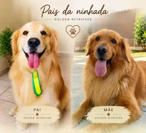 Filhotes de Golden Retriever