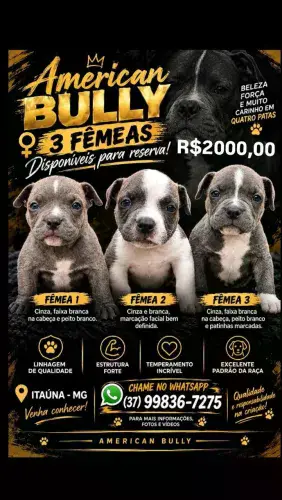 American Bully