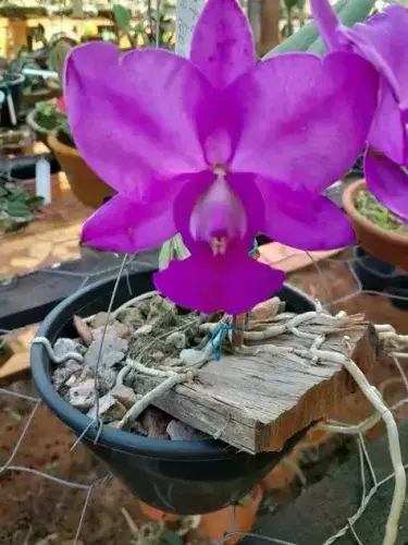 C walkiriana feiticeira original