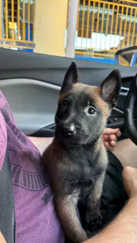 Filhote de Pastor Belga Malinois à Venda