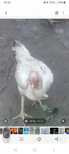 Vendo 4 galinhas Índia de procedência
