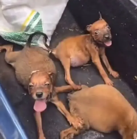 Filhotes de cachorros são resgatados dentro de saco em Itaúna
