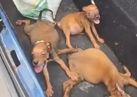 Inquérito apura maus-tratos a filhotes de cães em Itaúna