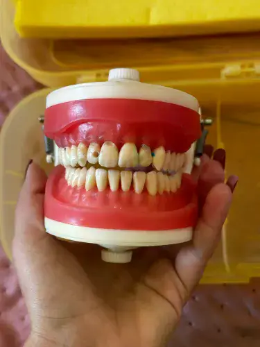 Manequim Top Dentística Pd100