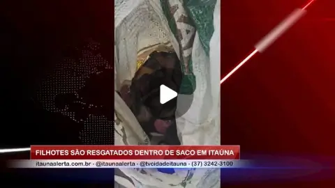 Filhotes de cachorro resgatados após serem encontrados