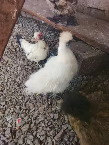Casal de sedosa