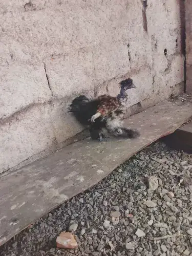 Casal sedosa