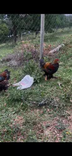 Frangos brahma perdiz, excelente padrão
