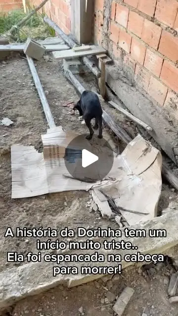 Dorinha, cadela de 8 meses, procura adoção responsável