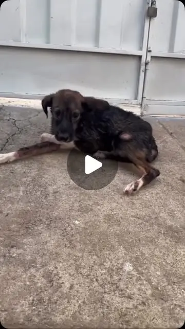 Didi, cão guerreiro, procura família para adoção