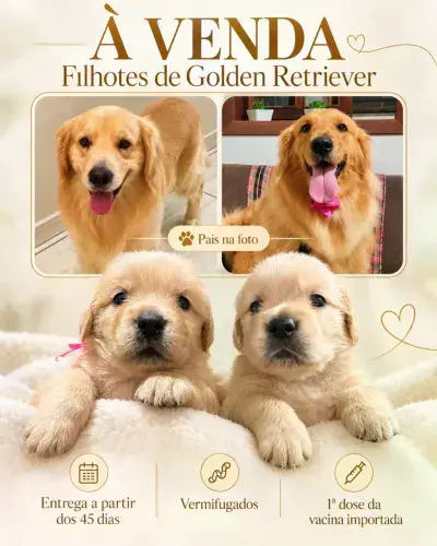 Vende -se filhotes Golden Retriver