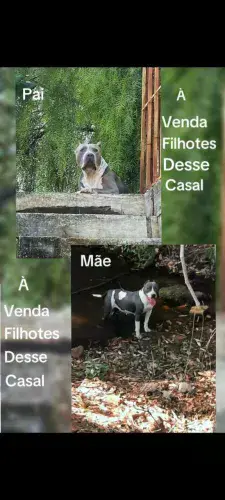 Pitmonster / Pitbull / Staffordshire / Bully XL
