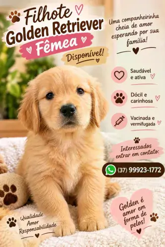 Filhote Golden Retriever?FÊMEA ?disponível.