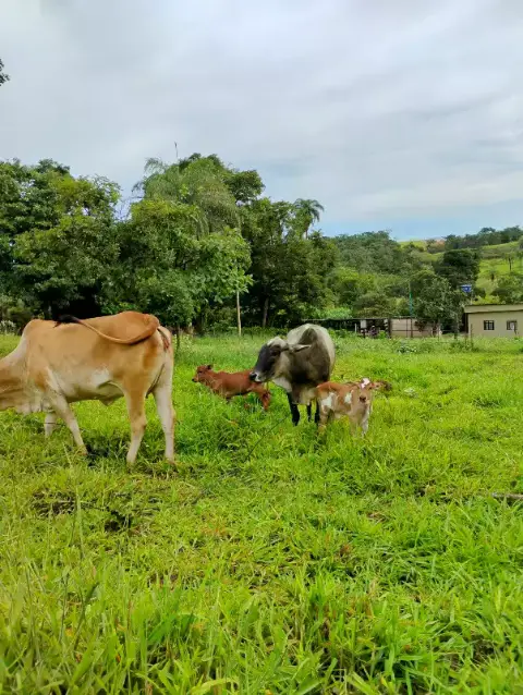 Chácara 3 quartos à venda no Coelhos
