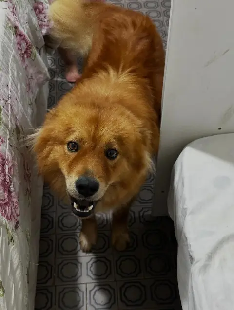 Cachorro Thor, 3 anos, para adoção responsável