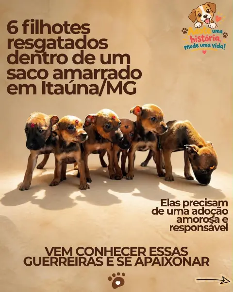Seis filhotes precisam de família para adoção