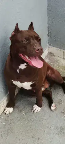 Filhotona de Pit Bull