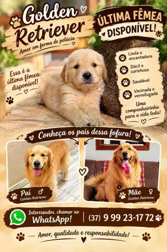 Golden Retriever