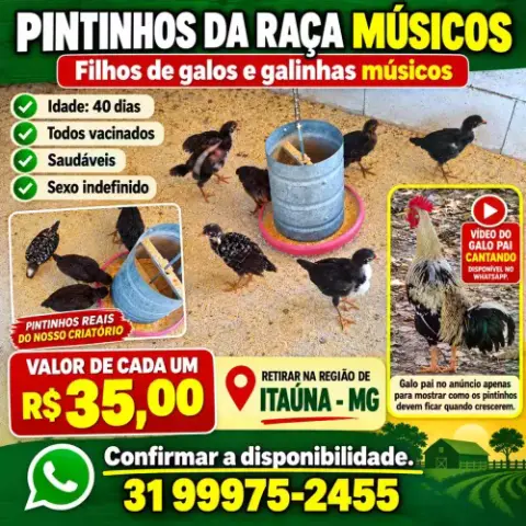 Pintinhos de galo e galinhas músicos.