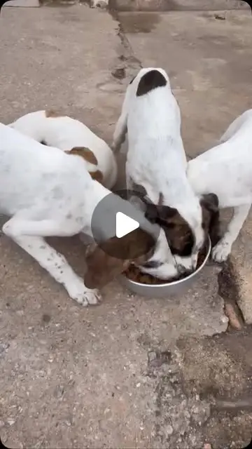 Família de cães Americano Caçador para adoção