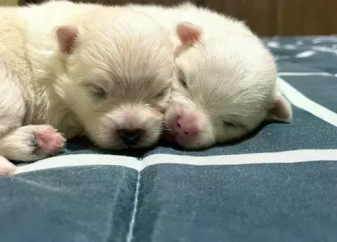 Lindos filhotes de Spitz Alemão padrão anão ursinho.