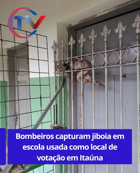 Jiboia é capturada em escola na zona rural